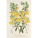 Reproduktion av målningen Lepidostemon penstemonoides Penstemon Lobbii - Charles Antoine Lemaire