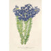 Leschenaultia biloba - Charles Antoine Lemaire — vy av konstverket