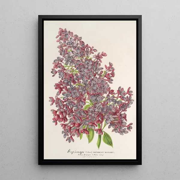 Charles Antoine Lemaire - Lilas Prsident Massart.webp