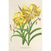 Reproduktion av målningen Lilium Leichtlinii - Charles Antoine Lemaire