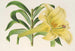 Lilium neilgherricum - Charles Antoine Lemaire — vy av konstverket