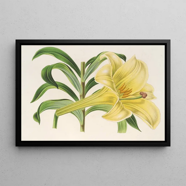 Charles Antoine Lemaire - Lilium Neilgerricum.webp