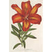 Lilium formosum - Charles Antoine Lemaire — vy av konstverket