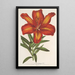 Lilium formosum - Charles Antoine Lemaire — inramlat konstverk på väggen