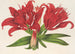 Lilium fulgens Ch Morr var staminosum - Charles Antoine Lemaire — vy av konstverket