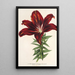 Reproduktion av målningen Lilium haematochroum hybridum - Charles Antoine Lemaire
