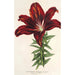 Reproduktion av målningen Lilium haematochroum hybridum - Charles Antoine Lemaire