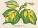 Liriodendron tulipifera - Charles Antoine Lemaire — vy av konstverket