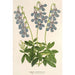 Lobelia coronopifolia - Charles Antoine Lemaire — vy av konstverket