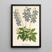 Lobelia coronopifolia - Charles Antoine Lemaire — inramlat konstverk på väggen