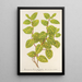 Reproduktion av målningen Lonicera brachypoda var fol aureovariegatis - Charles Antoine Lemaire