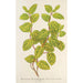 Reproduktion av målningen Lonicera brachypoda var fol aureovariegatis - Charles Antoine Lemaire