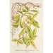 Lonicera periclymenum aureum - Charles Antoine Lemaire — vy av konstverket