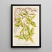 Lonicera periclymenum aureum - Charles Antoine Lemaire — inramlat konstverk på väggen