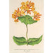 Reproduktion av målningen Lonicera sempervirens Plantierensis - Charles Antoine Lemaire