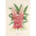 Reproduktion av målningen Lupinus insignis hybridus - Charles Antoine Lemaire