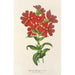 Lychnis Haagena - Charles Antoine Lemaire — vy av konstverket