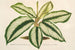 Maranta Baraquinii - Charles Antoine Lemaire — vy av konstverket