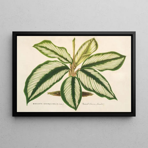 Charles Antoine Lemaire - Maranta Baraquinii.webp