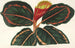 Maranta Roseo-Picta - Charles Antoine Lemaire — vy av konstverket