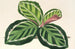 Maranta illustris - Charles Antoine Lemaire — vy av konstverket