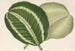 Maranta virginalis - Charles Antoine Lemaire — vy av konstverket
