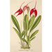 Masdevallia Lindeni - Charles Antoine Lemaire — vy av konstverket