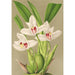 Reproduktion av målningen Maxillaria grandiflora - Charles Antoine Lemaire