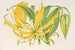 Methonica grandiflora - Charles Antoine Lemaire — vy av konstverket