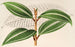 Miconia pulverulenta v trifasciata - Charles Antoine Lemaire — vy av konstverket