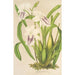 Miltonia cereola - Charles Antoine Lemaire — vy av konstverket