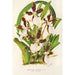 Miltonia cuneata - Charles Antoine Lemaire — vy av konstverket