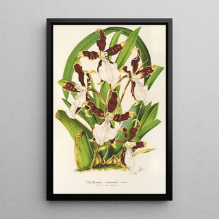 Charles Antoine Lemaire - Miltonia cuneata.webp