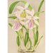 Miltonia rosea - Charles Antoine Lemaire — vy av konstverket