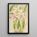 Miltonia rosea - Charles Antoine Lemaire — inramlat konstverk på väggen