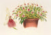 Miltonia spectabilis - Charles Antoine Lemaire — vy av konstverket