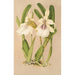 Miltonia spectabilis var virginalis - Charles Antoine Lemaire — vy av konstverket