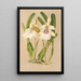 Miltonia spectabilis var virginalis - Charles Antoine Lemaire — inramlat konstverk på väggen