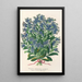 Reproduktion av målningen Myosotis Impératrice Élisabeth semperflorens - Charles Antoine Lemaire