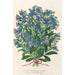 Reproduktion av målningen Myosotis Impératrice Élisabeth semperflorens - Charles Antoine Lemaire