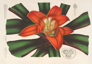 Charles Antoine Lemaire - Nidularium Innocentii.webp