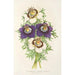 Reproduktion av målningen Nigella hispanica varianter av den - Charles Antoine Lemaire