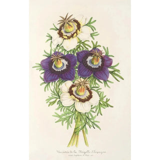 Charles Antoine Lemaire - Nigella Hispanica Varits de la.webp