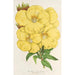 Oenothera lamarckiana - Charles Antoine Lemaire — vy av konstverket