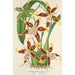 Reproduktion av målningen Odontoglossum hallii - Charles Antoine Lemaire