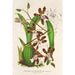 Reproduktion av målningen Odontoglossum reichenheimii - Charles Antoine Lemaire