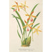 Odontoglossum wallisii - Charles Antoine Lemaire — vy av konstverket