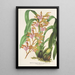 Reproduktion av målningen Odontoglossum bictoniense var. splendens - Charles Antoine Lemaire