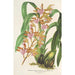 Reproduktion av målningen Odontoglossum bictoniense var. splendens - Charles Antoine Lemaire