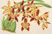 Odontoglossum luteopurpureum var. sceptrum - Charles Antoine Lemaire — vy av konstverket